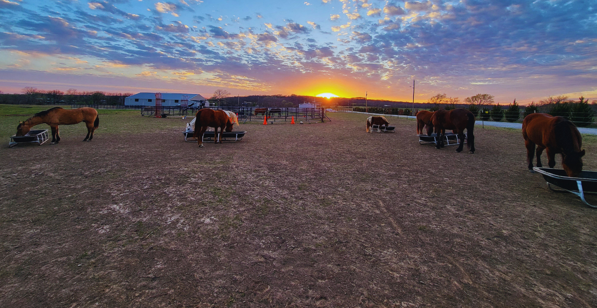 Horses grazing at River Trail Ranch