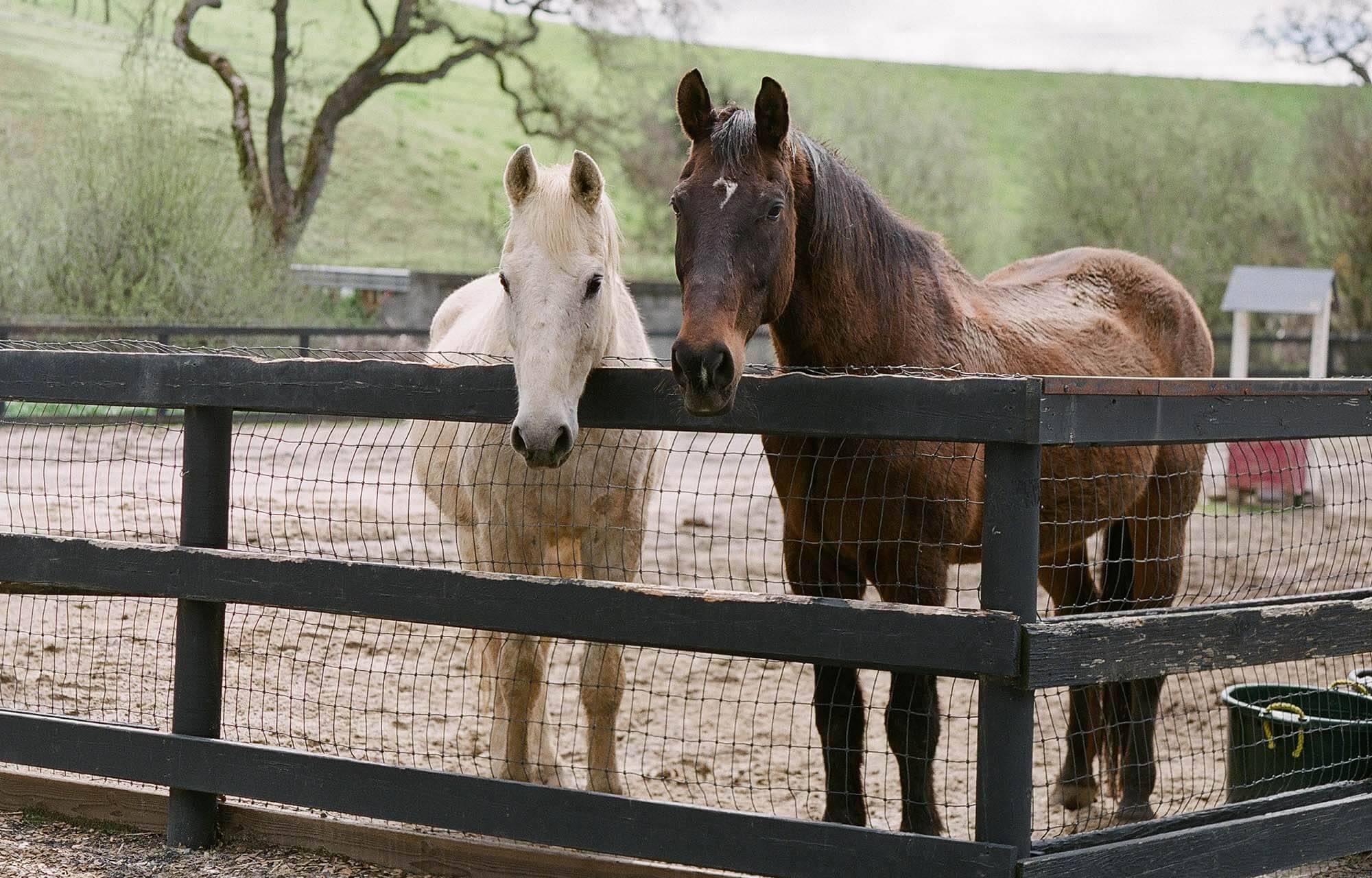 Horse and rider on the trail