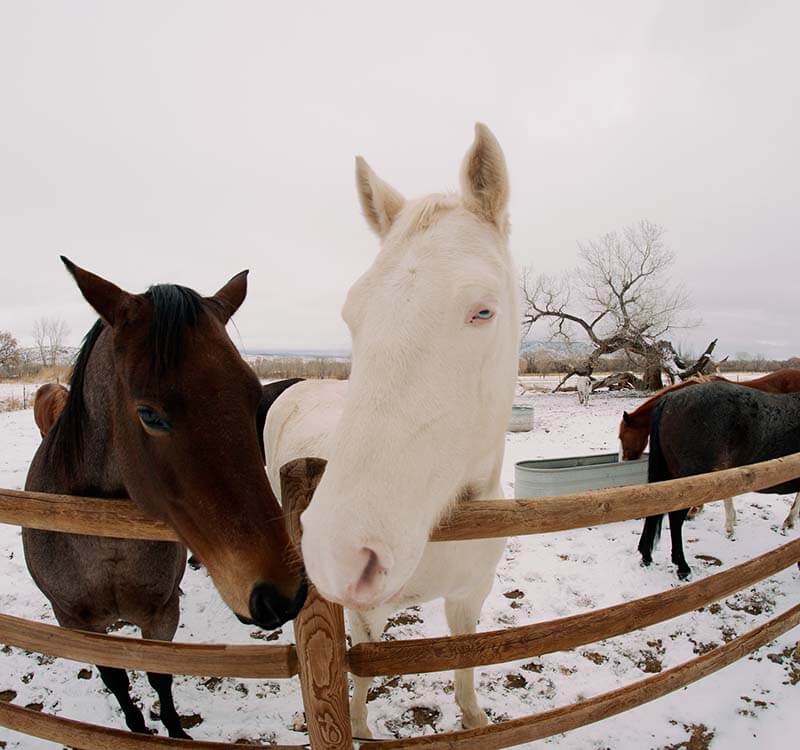 A reader working alongside a horse
