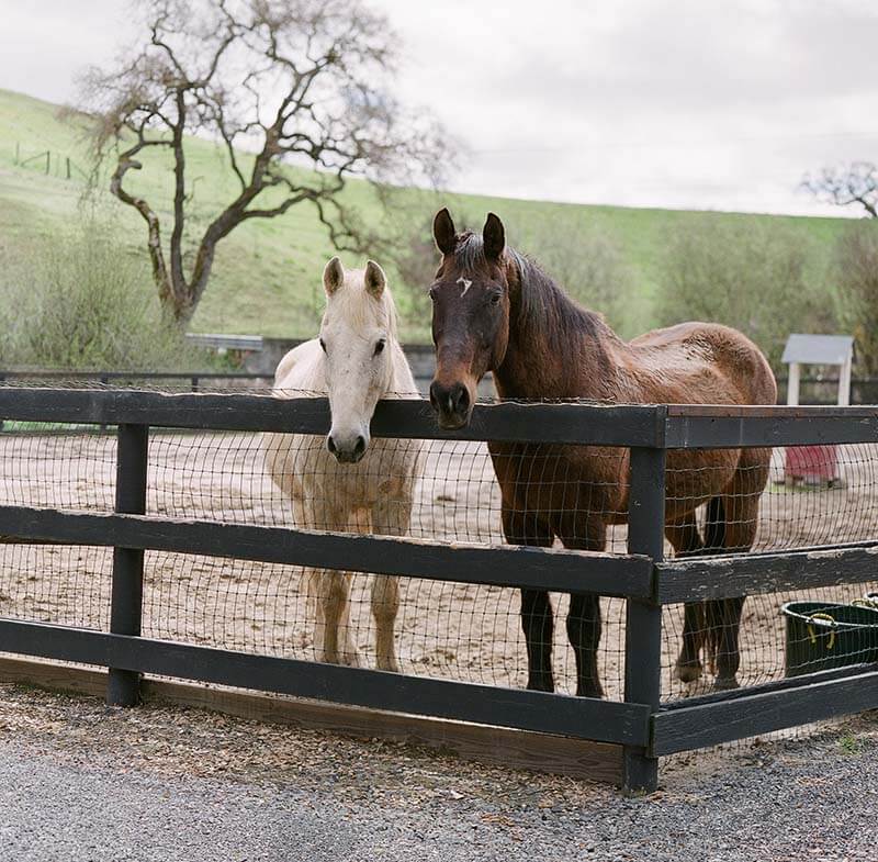 Equine assisted psychotherapy session