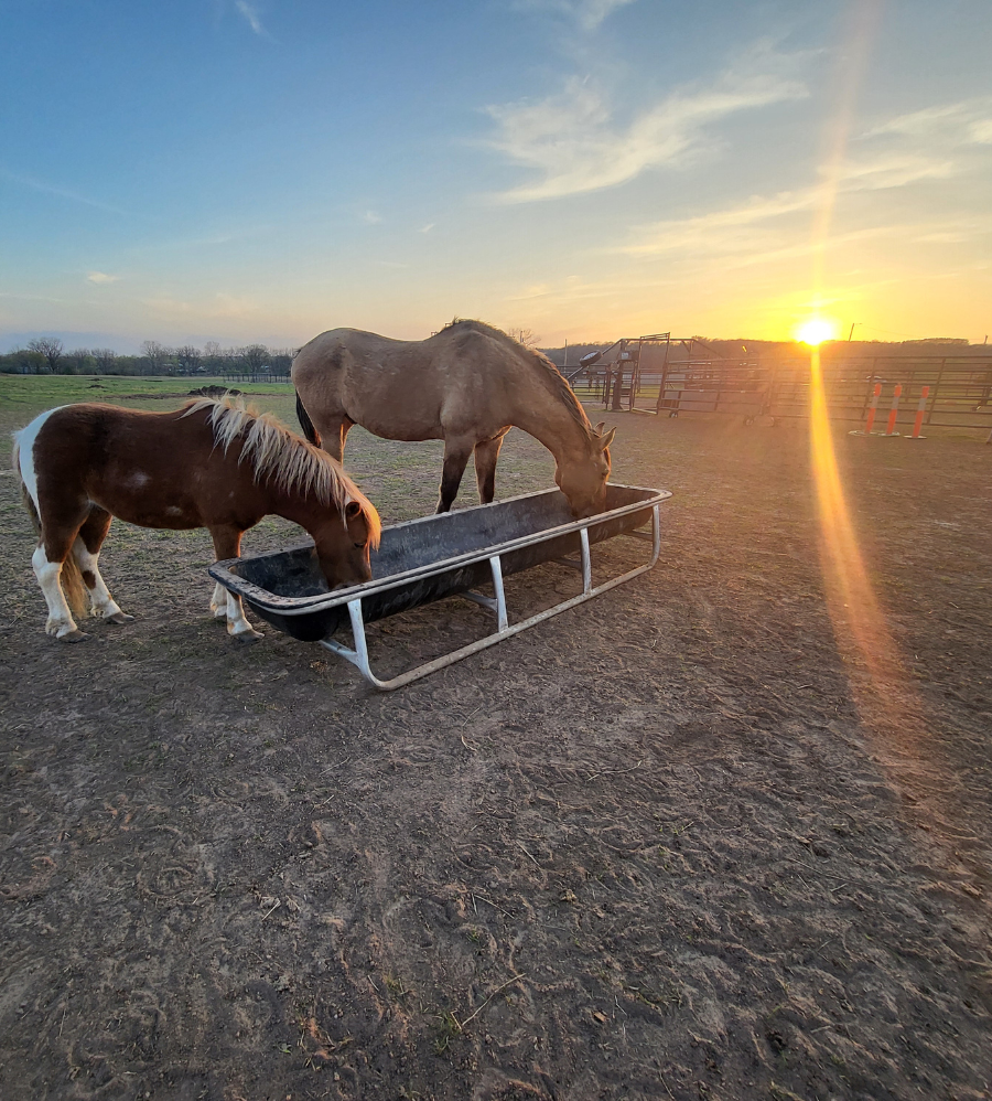A horse at River Trail Ranch