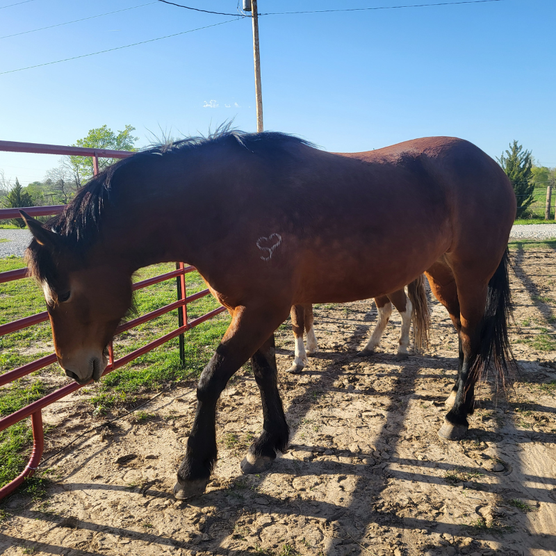 A horse looking out over the pasture